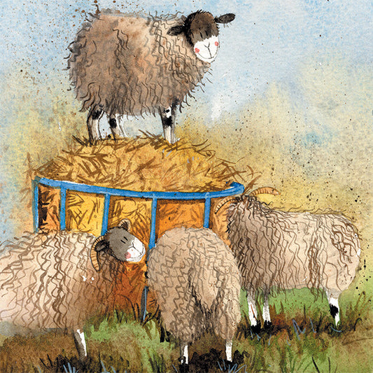 Sheep and Hay Blank Card